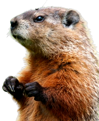 marmotte web